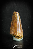 88868 - Top Beautiful 1.27 Inch Juvenile Spinosaurus Dinosaur Tooth Cretaceous