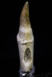 20741 - Finest Grade 2.47 Inch Platecarpus ptychodon (Mosasaur) Rooted Tooth