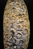 06081 - Beautiful 1.90 Inch Fossilized Silicified Pine Cone EQUICALASTROBUS Eocene Sahara Desert
