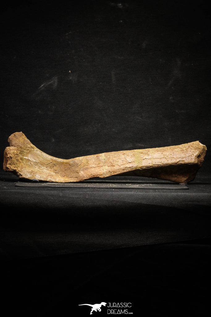 22165 -  Top Rare Unidentified Dinosaur - Reptile Giant Limb Bone Cretaceous KemKem