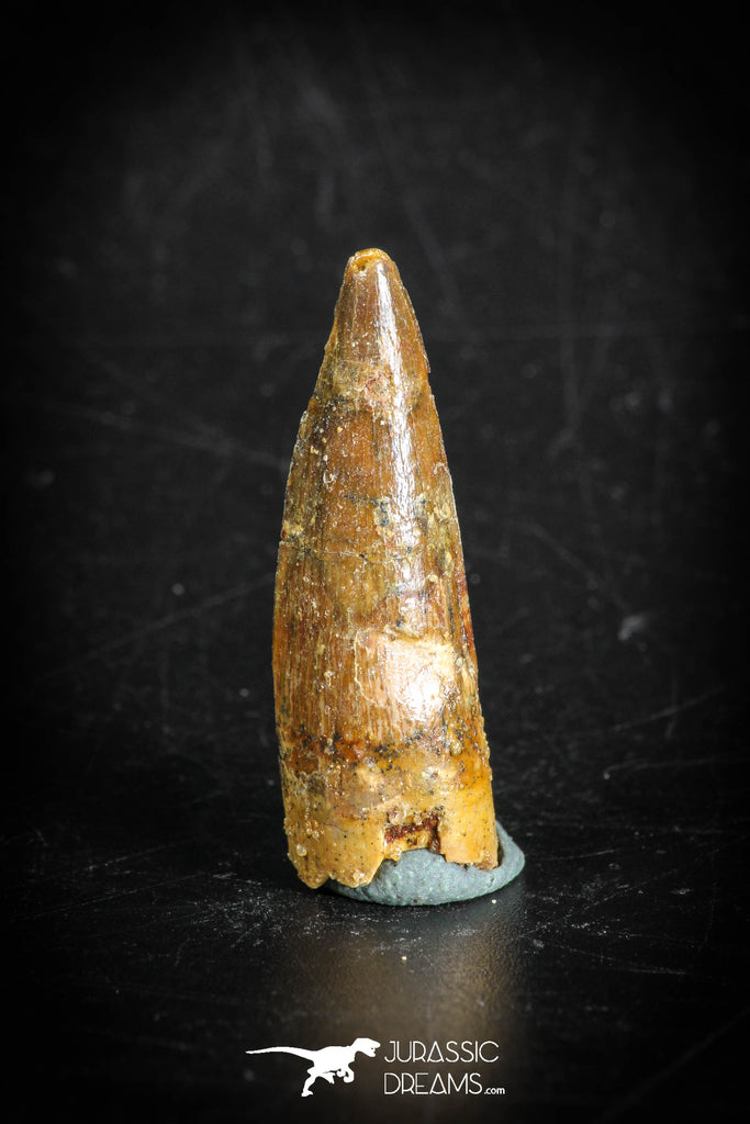 88871 - Top Beautiful 1.25 Inch Juvenile Spinosaurus Dinosaur Tooth Cretaceous