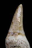 20742 - Great Quality 2.48 Inch Platecarpus ptychodon (Mosasaur) Rooted Tooth