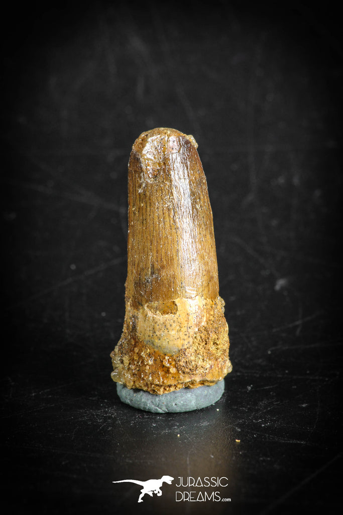 88872 - Top Beautiful 1.15 Inch Juvenile Spinosaurus Dinosaur Tooth Cretaceous