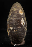 06082 - Top Beautiful 1.47 Inch Fossilized Silicified Pine Cone EQUICALASTROBUS Eocene Sahara Desert