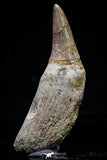 20742 - Great Quality 2.48 Inch Platecarpus ptychodon (Mosasaur) Rooted Tooth