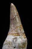 20742 - Great Quality 2.48 Inch Platecarpus ptychodon (Mosasaur) Rooted Tooth