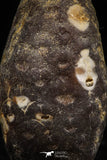 06082 - Top Beautiful 1.47 Inch Fossilized Silicified Pine Cone EQUICALASTROBUS Eocene Sahara Desert