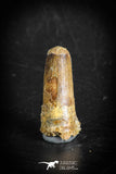 88872 - Top Beautiful 1.15 Inch Juvenile Spinosaurus Dinosaur Tooth Cretaceous