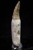 20742 - Great Quality 2.48 Inch Platecarpus ptychodon (Mosasaur) Rooted Tooth