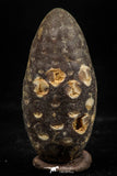 06082 - Top Beautiful 1.47 Inch Fossilized Silicified Pine Cone EQUICALASTROBUS Eocene Sahara Desert