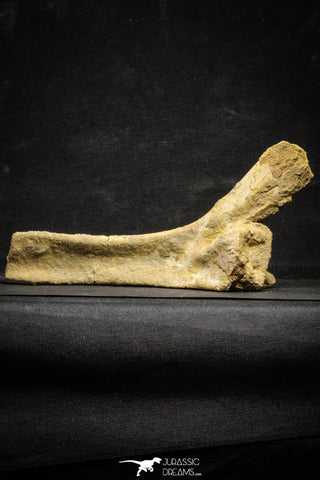 22166 - Top Rare Unidentified Dinosaur - Partial Rib Bone Cretaceous KemKem