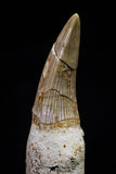 20742 - Great Quality 2.48 Inch Platecarpus ptychodon (Mosasaur) Rooted Tooth