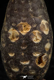 06082 - Top Beautiful 1.47 Inch Fossilized Silicified Pine Cone EQUICALASTROBUS Eocene Sahara Desert