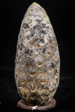 06083 - Top Rare 1.54 Inch Fossilized Silicified Pine Cone EQUICALASTROBUS Eocene Sahara Desert