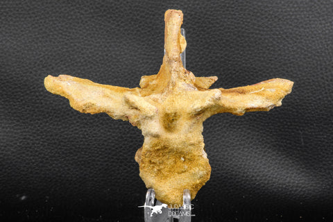 07732 - Collector Grade 5.66 Inch Unidentified Crocodile Vertebra Bone Late Cretaceous