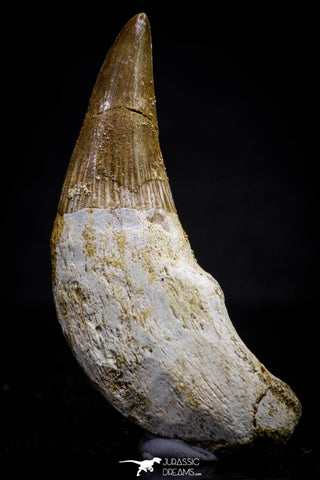 20743 - Great Quality 2.08 Inch Platecarpus ptychodon (Mosasaur) Rooted Tooth