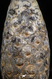 06083 - Top Rare 1.54 Inch Fossilized Silicified Pine Cone EQUICALASTROBUS Eocene Sahara Desert
