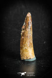 88875 - Top Beautiful 1.41 Inch Juvenile Spinosaurus Dinosaur Tooth Cretaceous