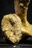 22166 - Top Rare Unidentified Dinosaur - Partial Rib Bone Cretaceous KemKem