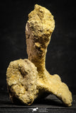 22166 - Top Rare Unidentified Dinosaur - Partial Rib Bone Cretaceous KemKem