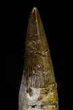 20743 - Great Quality 2.08 Inch Platecarpus ptychodon (Mosasaur) Rooted Tooth