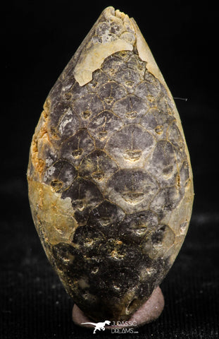 06084 - Beautiful 1.41 Inch Fossilized Silicified Pine Cone EQUICALASTROBUS Eocene Sahara Desert