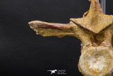 07732 - Collector Grade 5.66 Inch Unidentified Crocodile Vertebra Bone Late Cretaceous