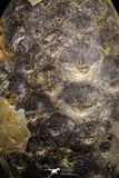06084 - Beautiful 1.41 Inch Fossilized Silicified Pine Cone EQUICALASTROBUS Eocene Sahara Desert