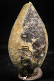 06084 - Beautiful 1.41 Inch Fossilized Silicified Pine Cone EQUICALASTROBUS Eocene Sahara Desert