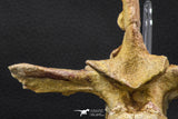 07732 - Collector Grade 5.66 Inch Unidentified Crocodile Vertebra Bone Late Cretaceous