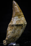 20744 - Great Quality 1.94 Inch Platecarpus ptychodon (Mosasaur) Rooted Tooth