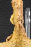 07732 - Collector Grade 5.66 Inch Unidentified Crocodile Vertebra Bone Late Cretaceous
