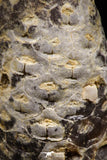06085 - Beautiful 1.44 Inch Fossilized Silicified Pine Cone EQUICALASTROBUS Eocene Sahara Desert