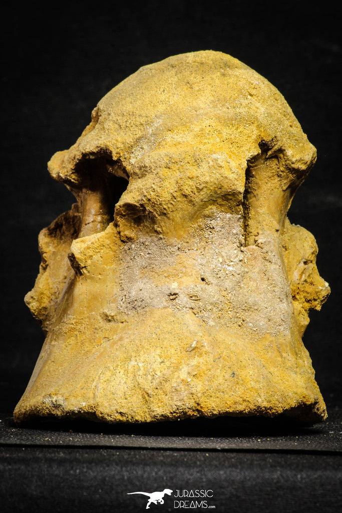 22168 - Top Huge 5.92 Inch Spinosaurid Dinosaur Partial Cervical Vertebra Bone Cretaceous KemKem Beds