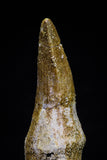 20744 - Great Quality 1.94 Inch Platecarpus ptychodon (Mosasaur) Rooted Tooth