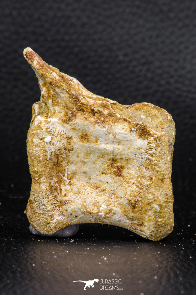 07733 - Top Rare 2.25 Inch Spinosaurus Dinosaur Partial Caudal (Tail) Vertebra Bone Cretaceous KemKem Beds