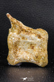 07733 - Top Rare 2.25 Inch Spinosaurus Dinosaur Partial Caudal (Tail) Vertebra Bone Cretaceous KemKem Beds