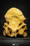 22168 - Top Huge 5.92 Inch Spinosaurid Dinosaur Partial Cervical Vertebra Bone Cretaceous KemKem Beds