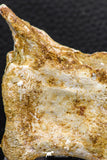 07733 - Top Rare 2.25 Inch Spinosaurus Dinosaur Partial Caudal (Tail) Vertebra Bone Cretaceous KemKem Beds