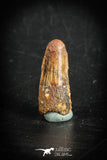 88881 - Top Beautiful 1.12 Inch Juvenile Spinosaurus Dinosaur Tooth Cretaceous