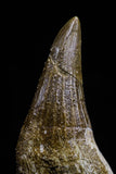 20745 - Great Quality 1.79 Inch Platecarpus ptychodon (Mosasaur) Rooted Tooth