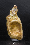 07733 - Top Rare 2.25 Inch Spinosaurus Dinosaur Partial Caudal (Tail) Vertebra Bone Cretaceous KemKem Beds
