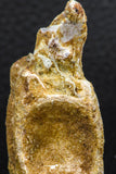 07733 - Top Rare 2.25 Inch Spinosaurus Dinosaur Partial Caudal (Tail) Vertebra Bone Cretaceous KemKem Beds