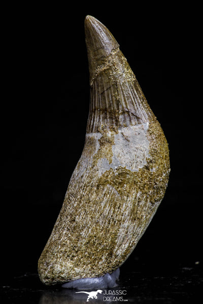 Great Quality 1.79 Inch Platecarpus ptychodon (Mosasaur) Rooted Tooth ...