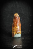 88882 - Top Beautiful 1.06 Inch Juvenile Spinosaurus Dinosaur Tooth Cretaceous