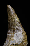 20745 - Great Quality 1.79 Inch Platecarpus ptychodon (Mosasaur) Rooted Tooth