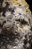 06086 - Top Rare 1.28 Inch Fossilized Silicified Pine Cone EQUICALASTROBUS Eocene Sahara Desert