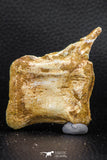 07733 - Top Rare 2.25 Inch Spinosaurus Dinosaur Partial Caudal (Tail) Vertebra Bone Cretaceous KemKem Beds
