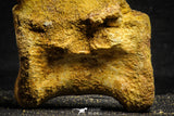 22169 - Top Rare 4.26 Inch Unidentified Dinosaur Caudal Vertebra Bone Cretaceous KemKem Beds