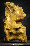22169 - Top Rare 4.26 Inch Unidentified Dinosaur Caudal Vertebra Bone Cretaceous KemKem Beds